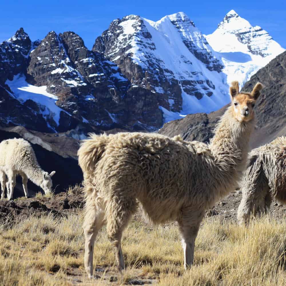 Cordillera Real